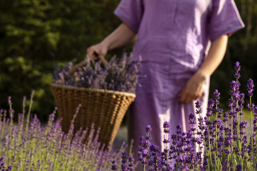 Cand se planteaza lavanda