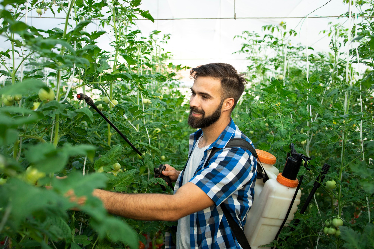 Cand se stropesc rosiile cu lapte