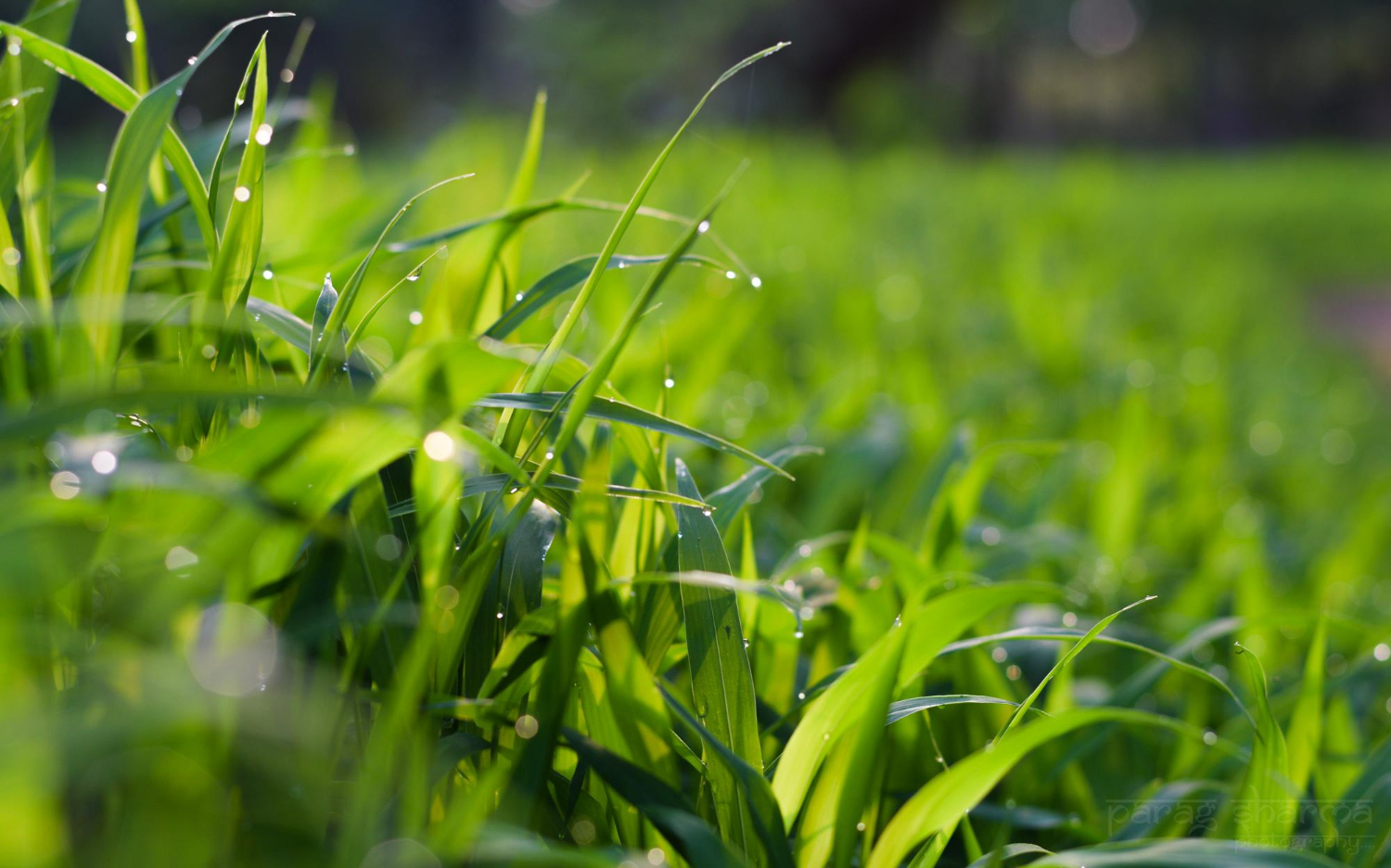 Cat trebuie sa nu ploua dupa erbicidare