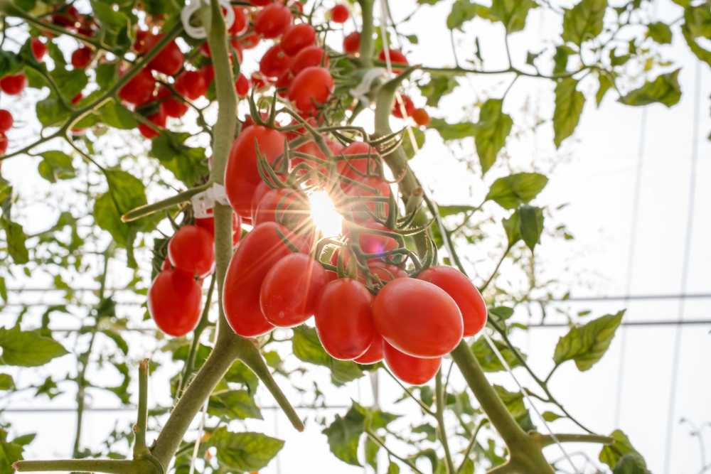 Cele mai bune soiuri de rosii pentru solar