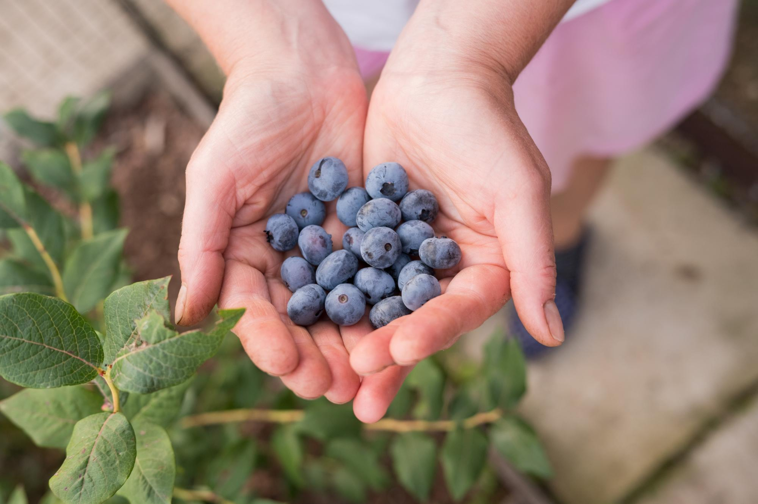 Cand se planteaza afinul