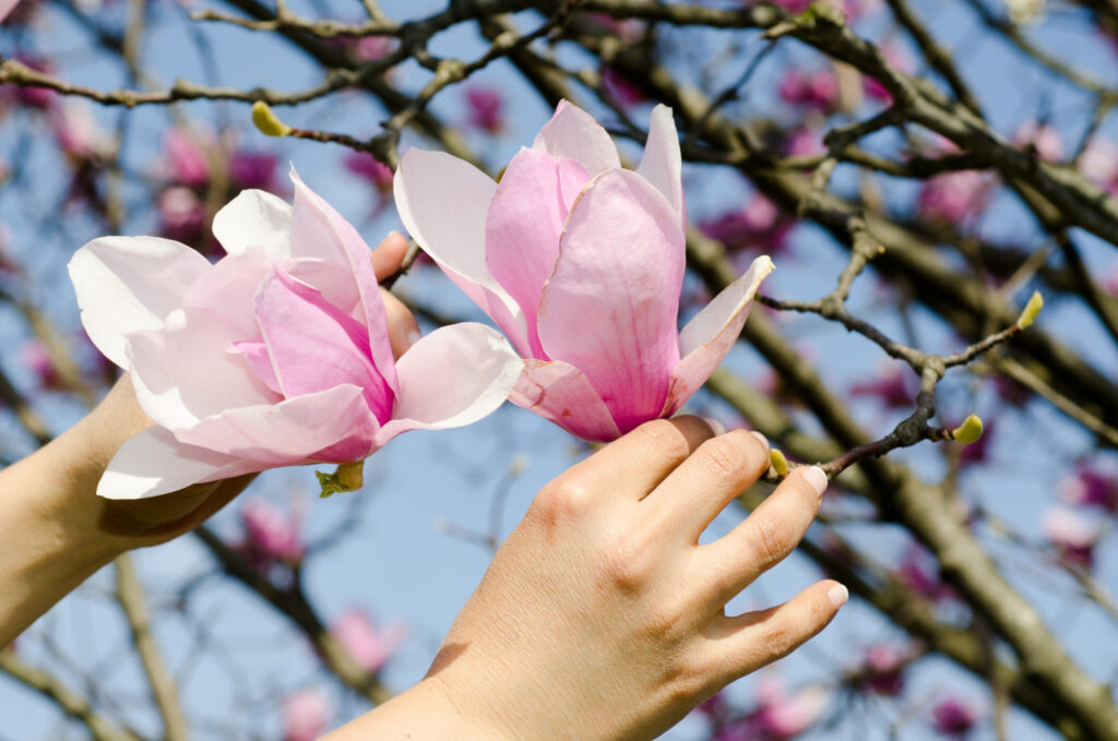 Cand se planteaza magnolia