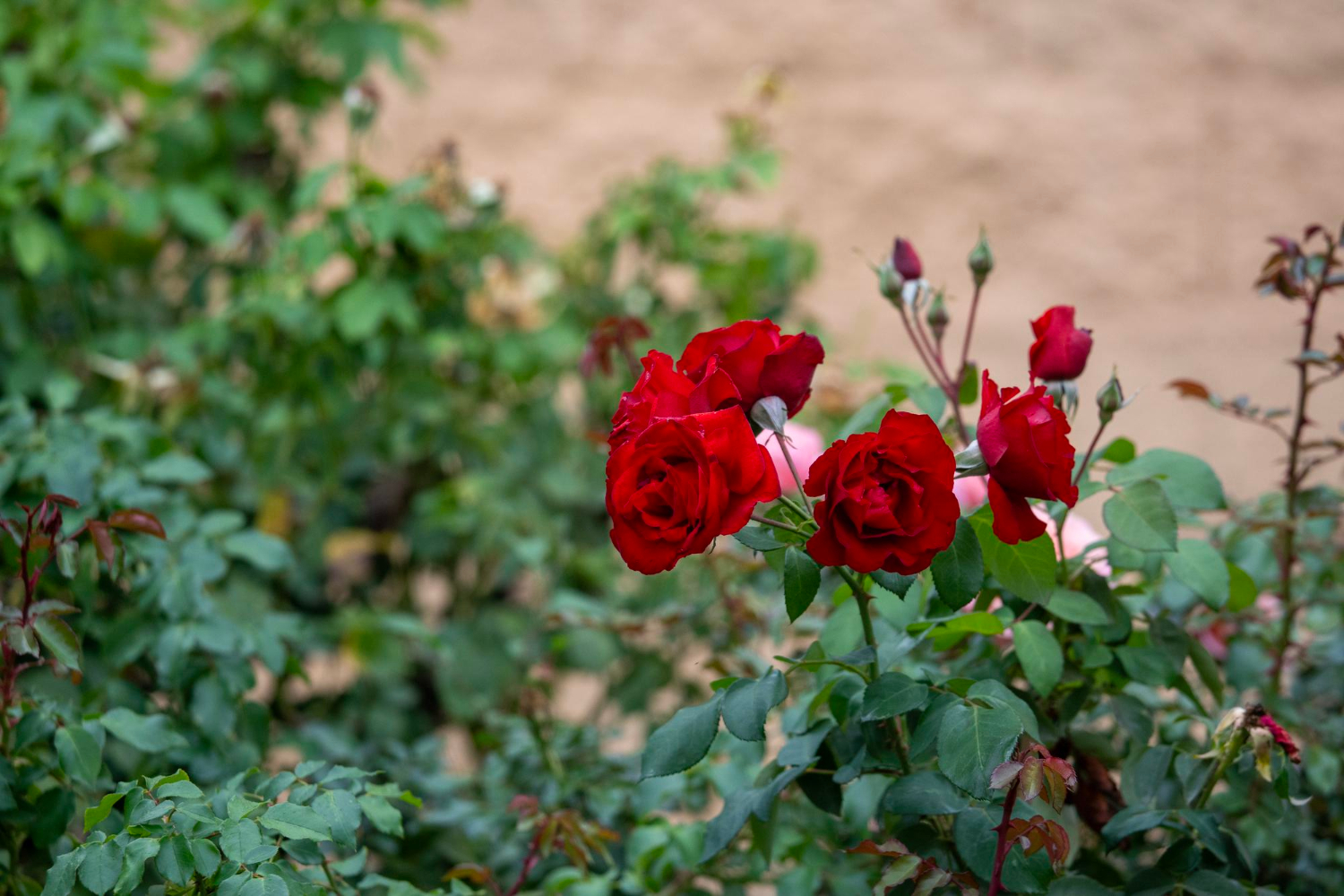 Cand se planteaza trandafirii