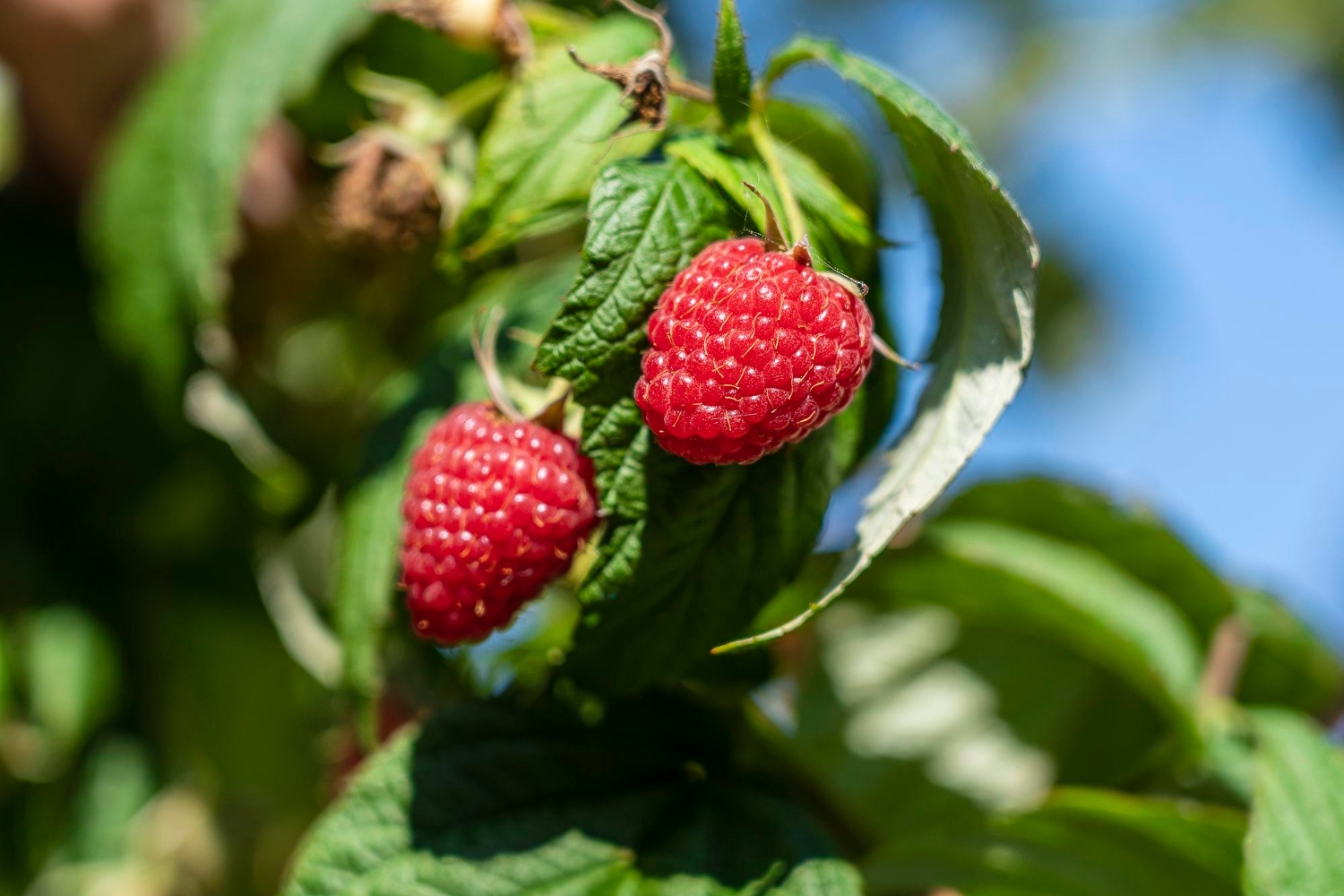 cand se planteaza zmeura