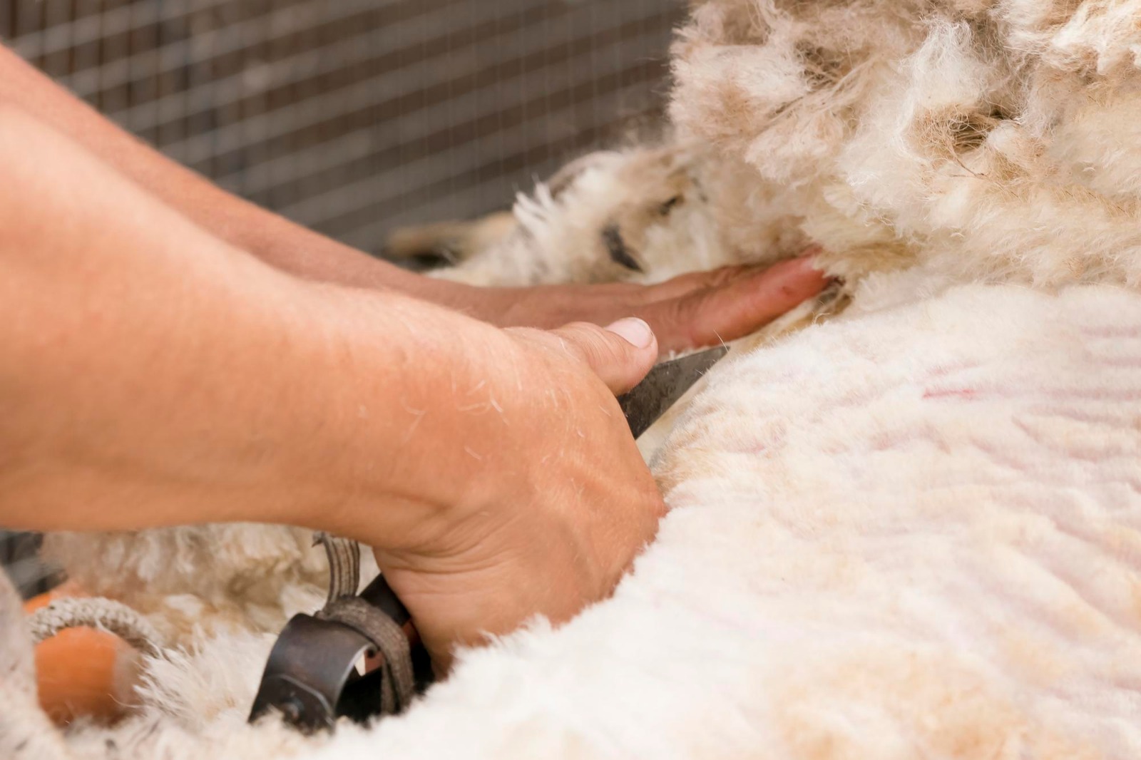 Cele mai bune foarfeci de tuns oi