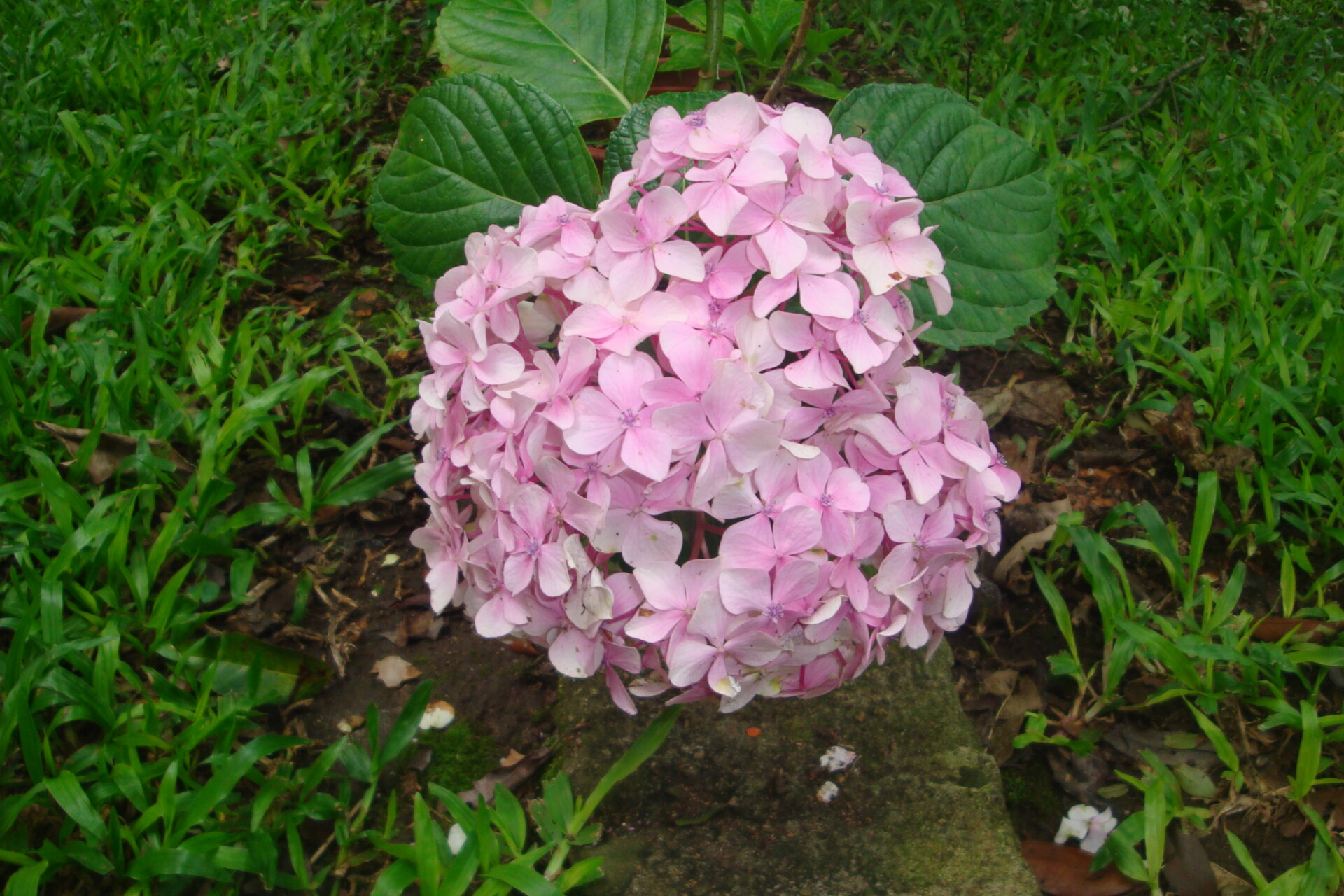 Cand se planteaza hortensia